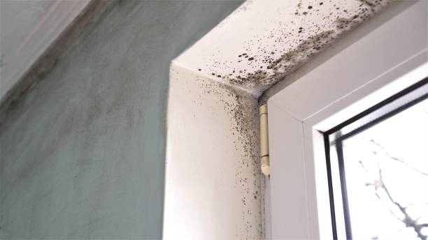 Mold Documentation for Insurance Claims in Mount Oliver, PA