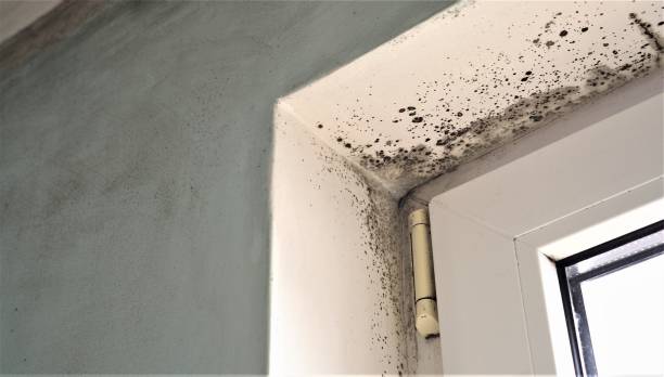 Professional Mold Removal in Mount Oliver, PA