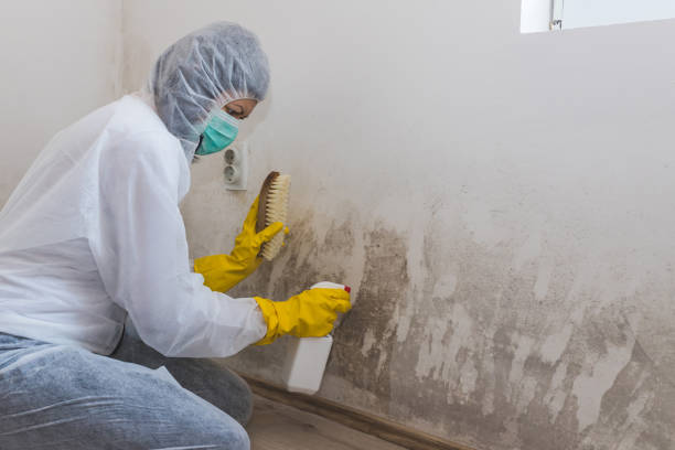 Best Commercial Mold Inspection  in Mount Oliver, PA