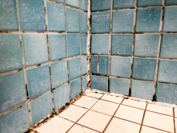 Best Mold Remediation for Rental Properties  in Mount Oliver, PA