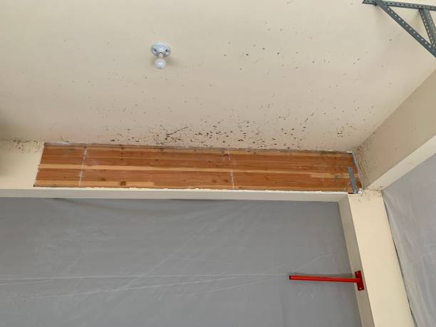 Best Mold Remediation for Healthcare Facilities  in Mount Oliver, PA